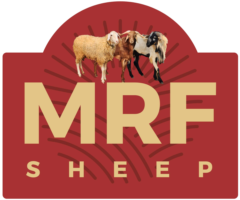 mrf sheep